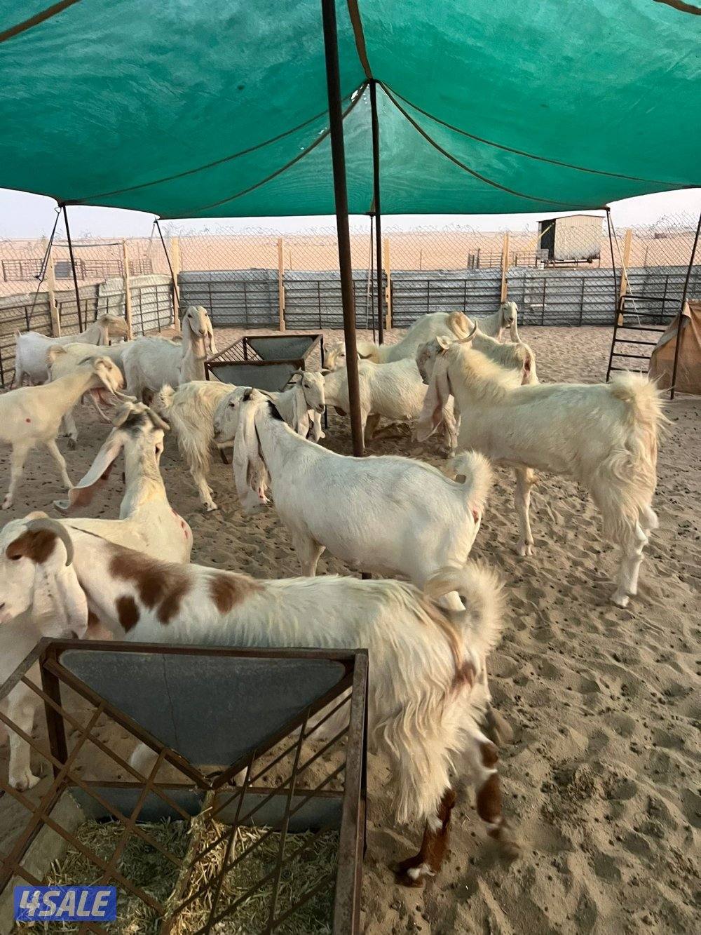 العد 24 معزا مرسسه ودفيع10