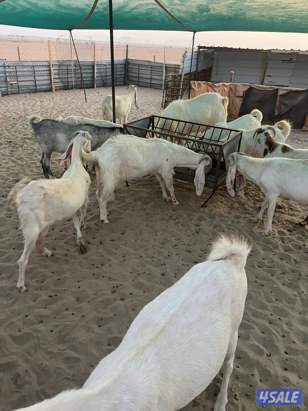 العد 24 معزا مرسسه ودفيع11