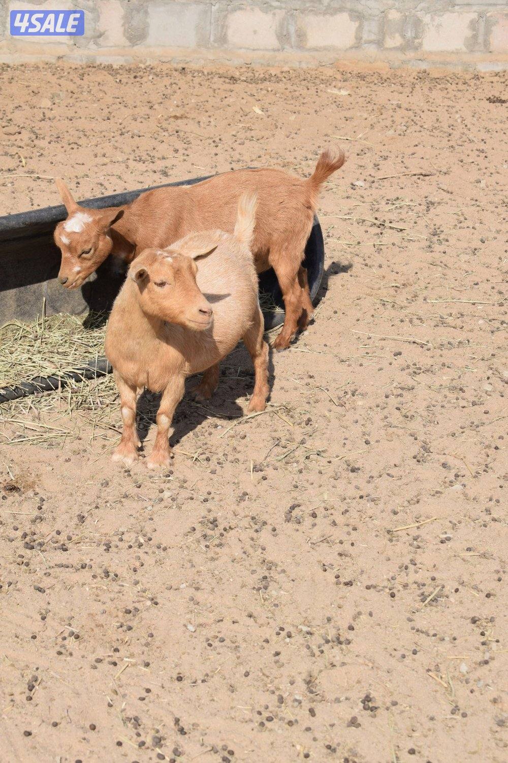 معزات اقزام طيبات1