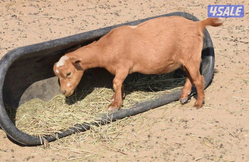 معزات اقزام طيبات0