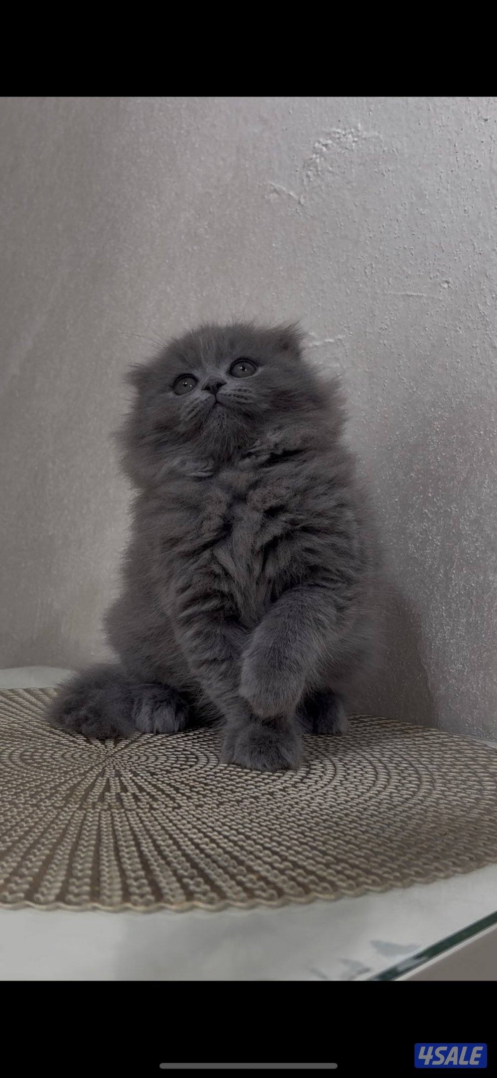 البيع سكوتش فولد  تربل1