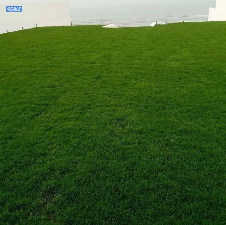 بيع تيل طبيعي  حق الحدائق تركيب ثيل صناعي سور تركي تيل طبيعي0