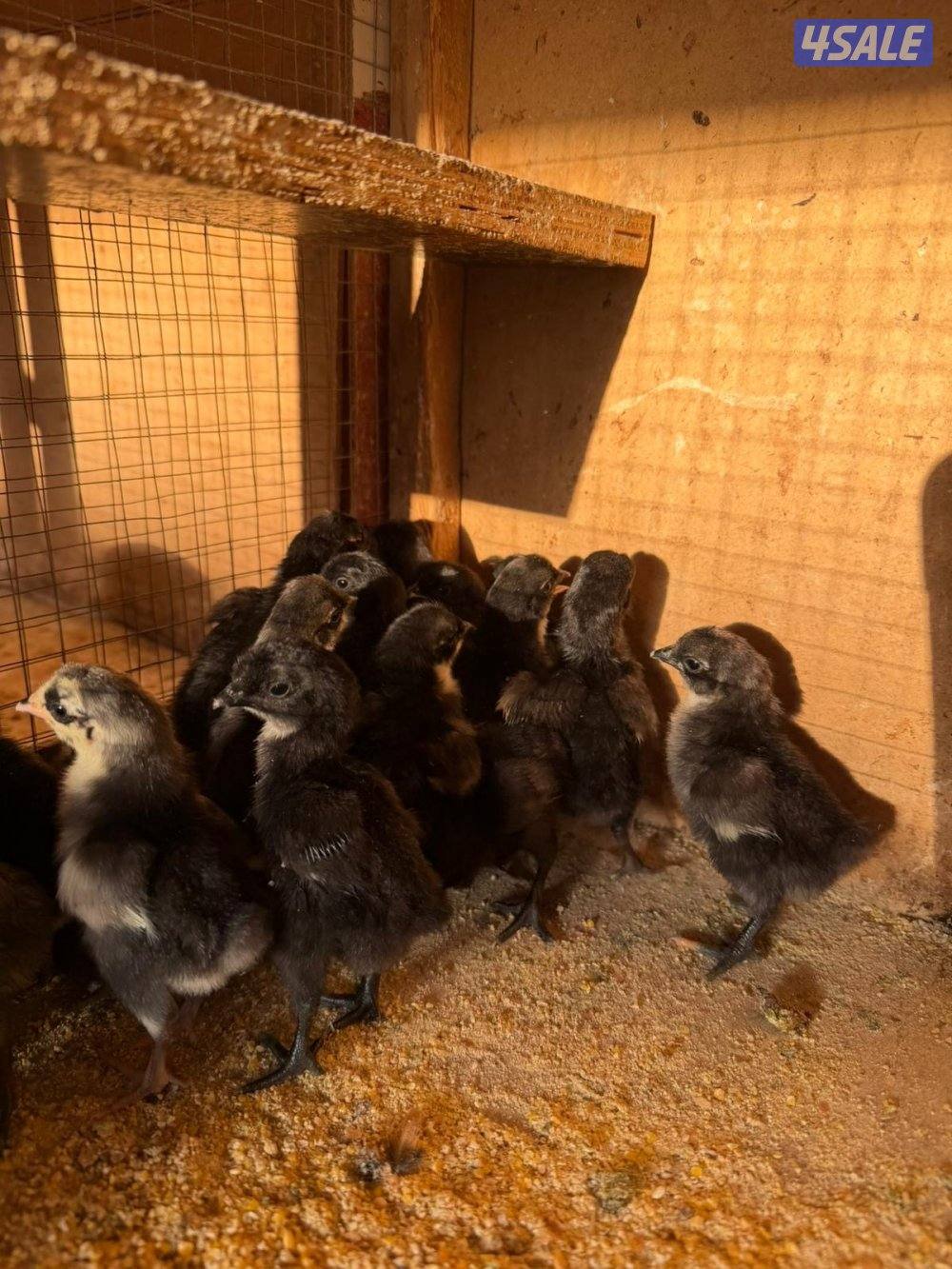 فروخ دجاج عقارب عراقي1