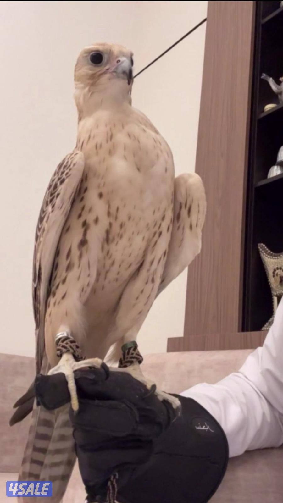 للبيع مغتر0