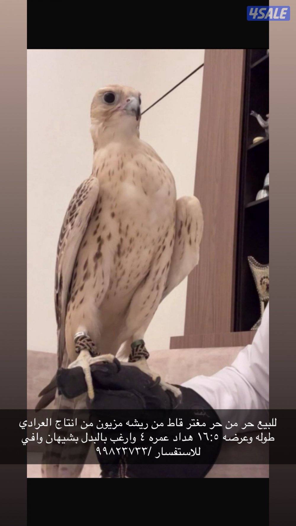 للبيع مغتر1