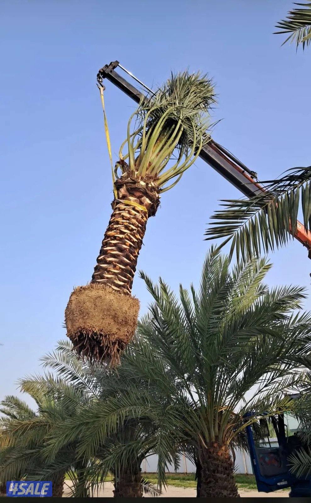 نخيل مميز للبيع0