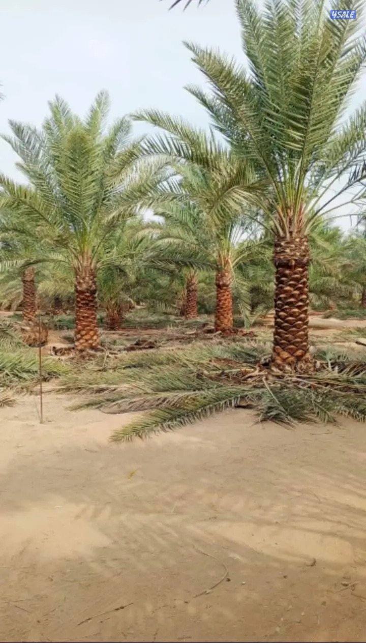 نخيل مميز للبيع1