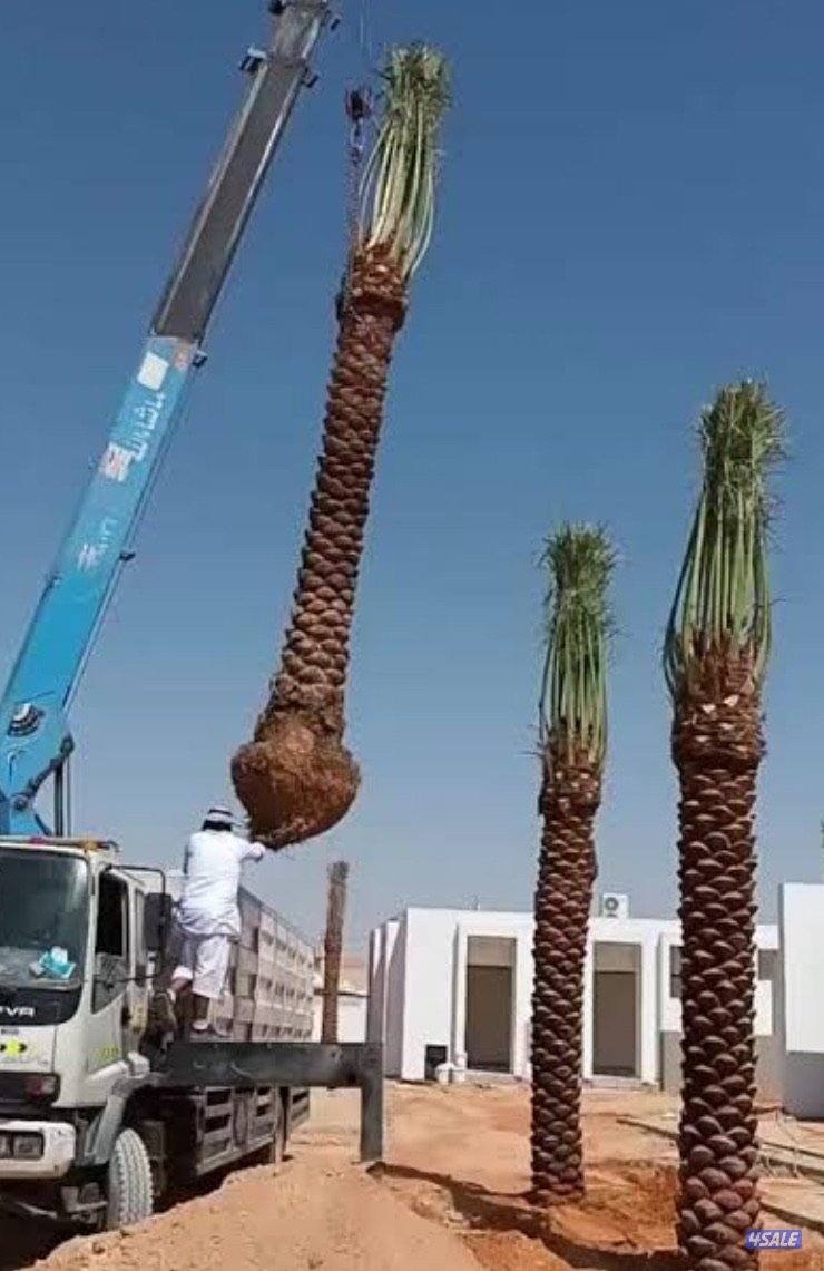 نخيل مميز للبيع2