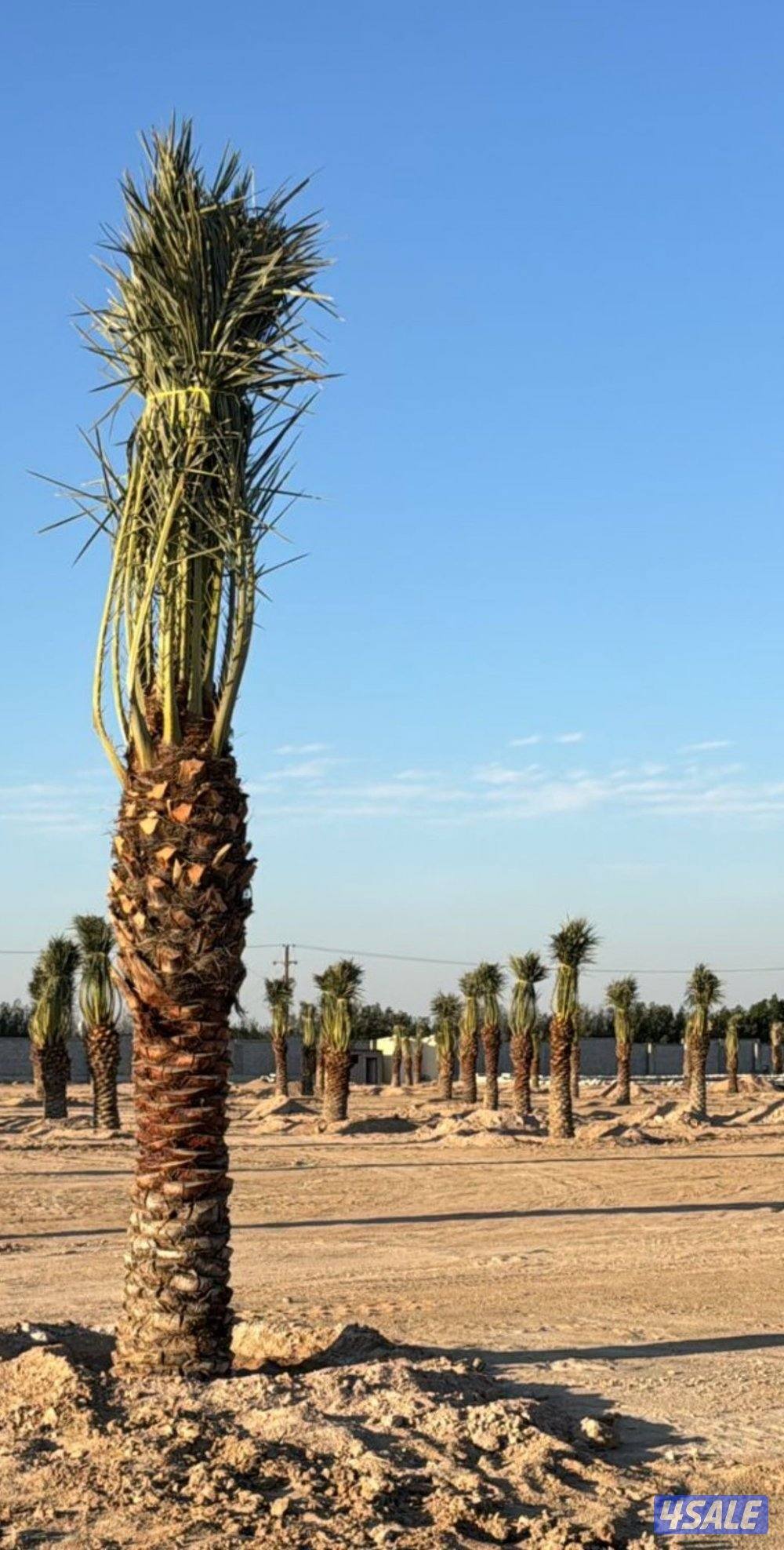 نخيل مميز للبيع3