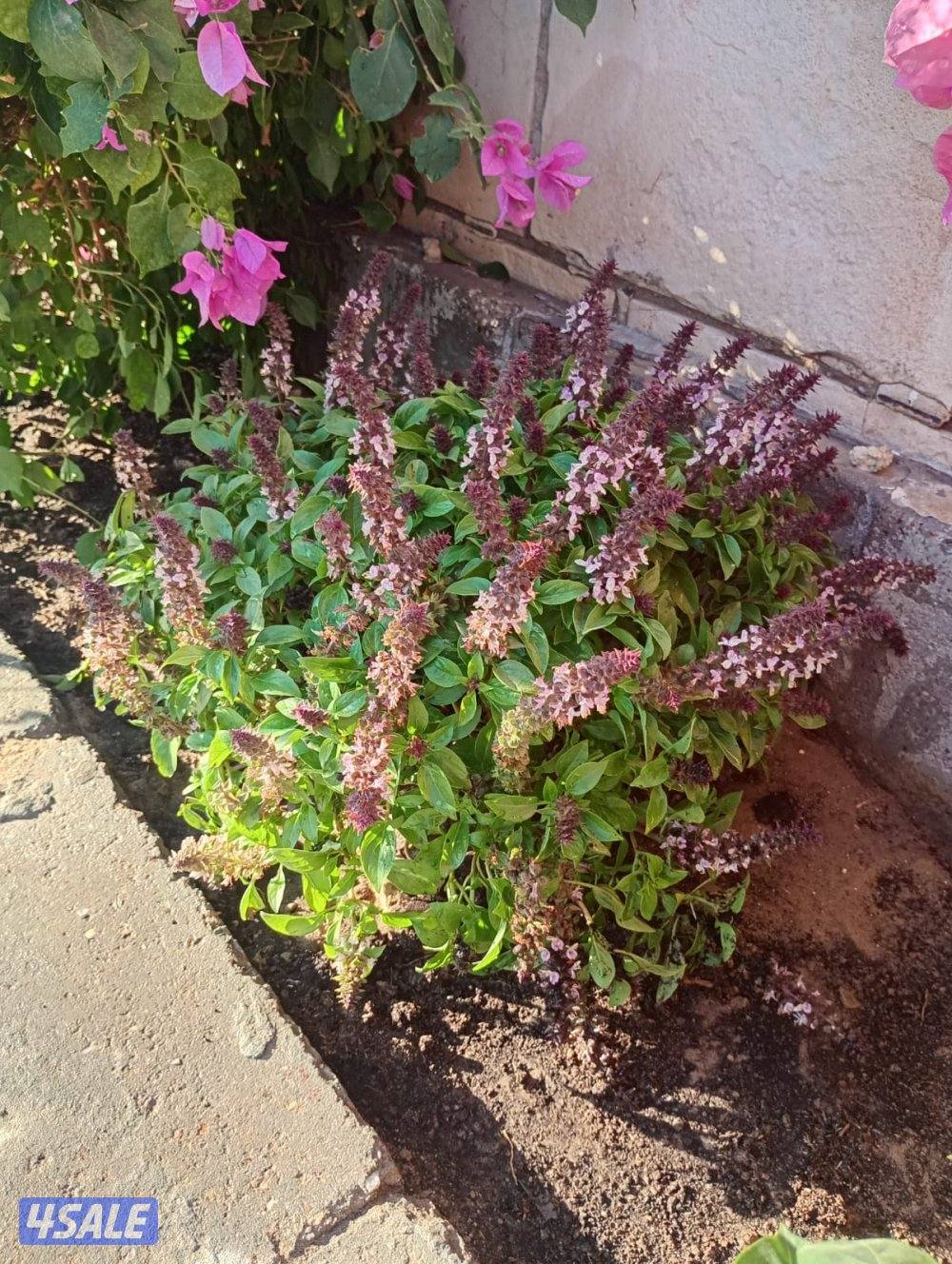 بيع وتركيب الثيل الصناعي والطبيعي وشبكات الري والسياج التركي8