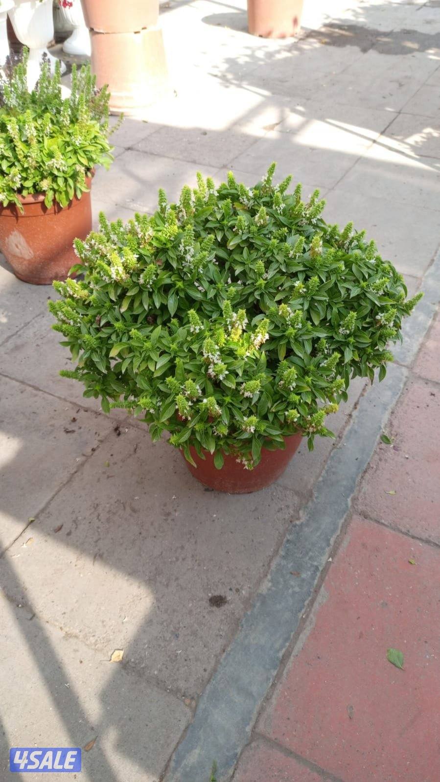 بيع وتركيب الثيل الصناعي والطبيعي وشبكات الري والسياج التركي9