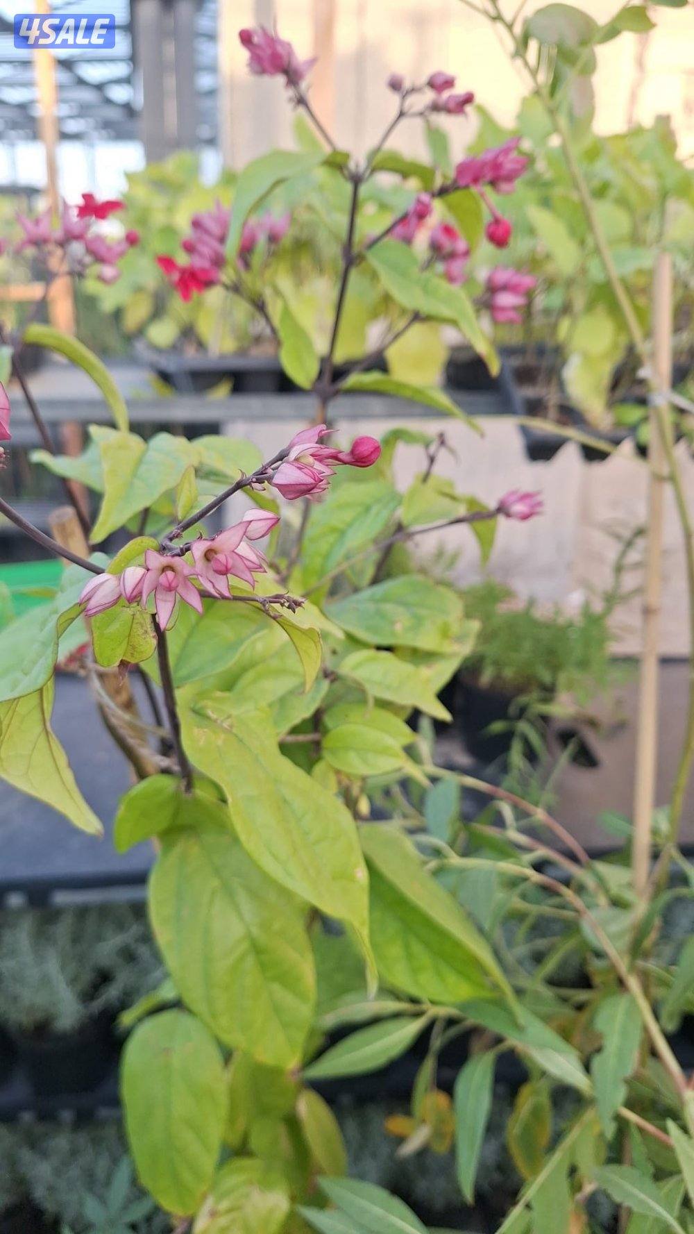 بيع وتركيب الثيل الصناعي والطبيعي وشبكات الري والسياج التركي12