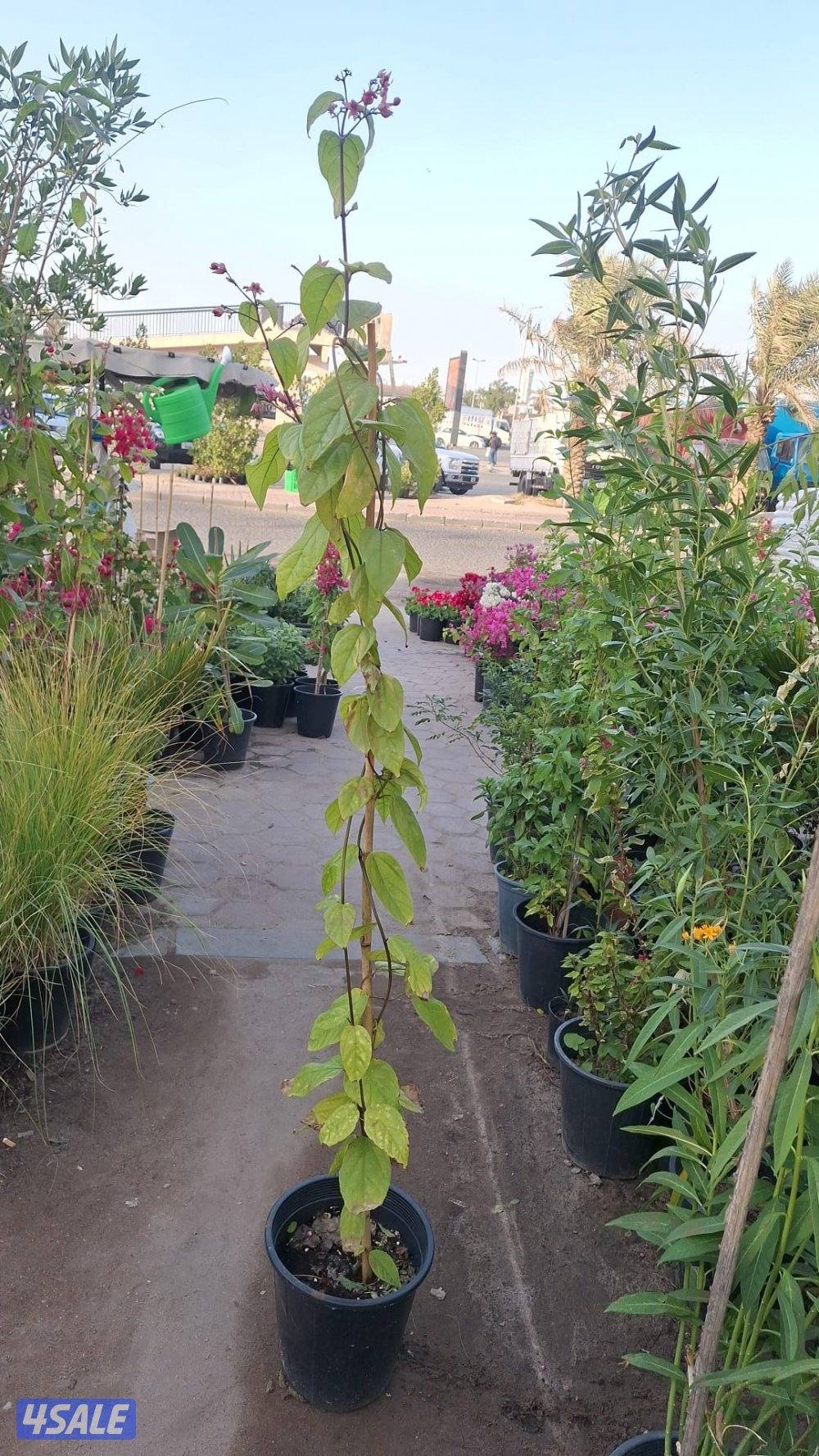 بيع وتركيب الثيل الصناعي والطبيعي وشبكات الري والسياج التركي13