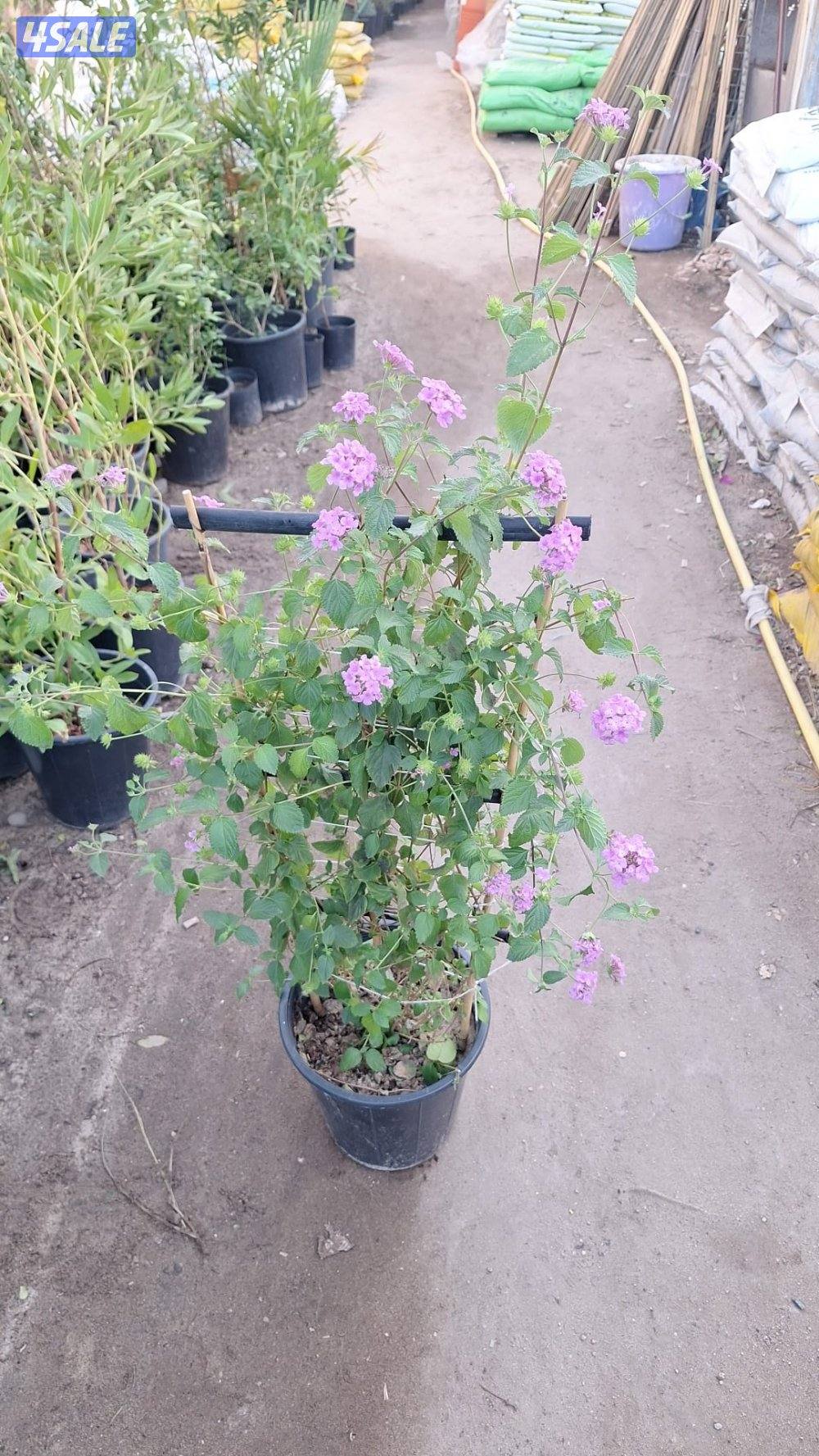 بيع وتركيب الثيل الصناعي والطبيعي وشبكات الري والسياج التركي14