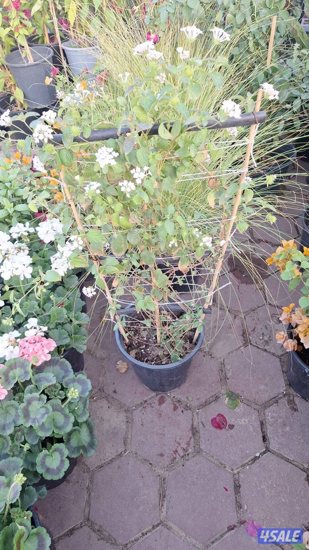 بيع وتركيب الثيل الصناعي والطبيعي وشبكات الري والسياج التركي15