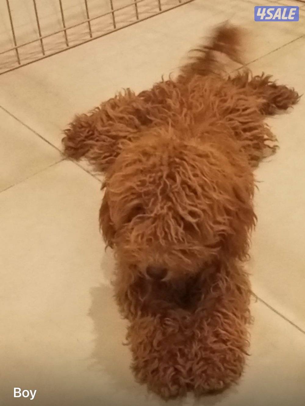 للبيع عدد 7 توي بودل بيور 4شهور سلالة اصلية بسبب عدم التفرغ1