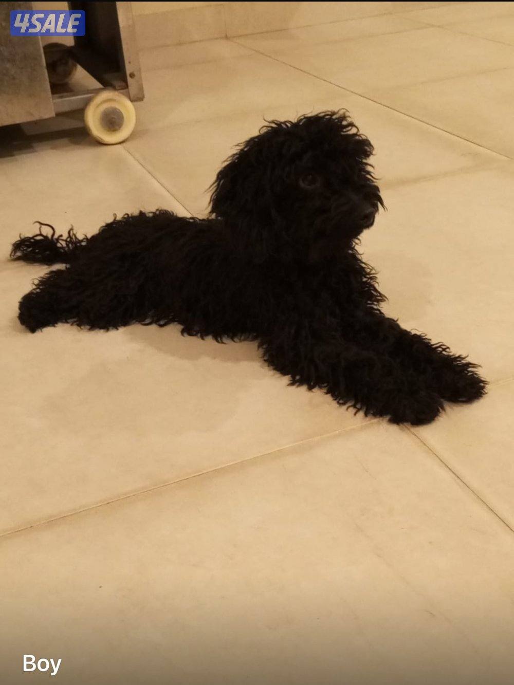 للبيع عدد 7 توي بودل بيور 4شهور سلالة اصلية بسبب عدم التفرغ2