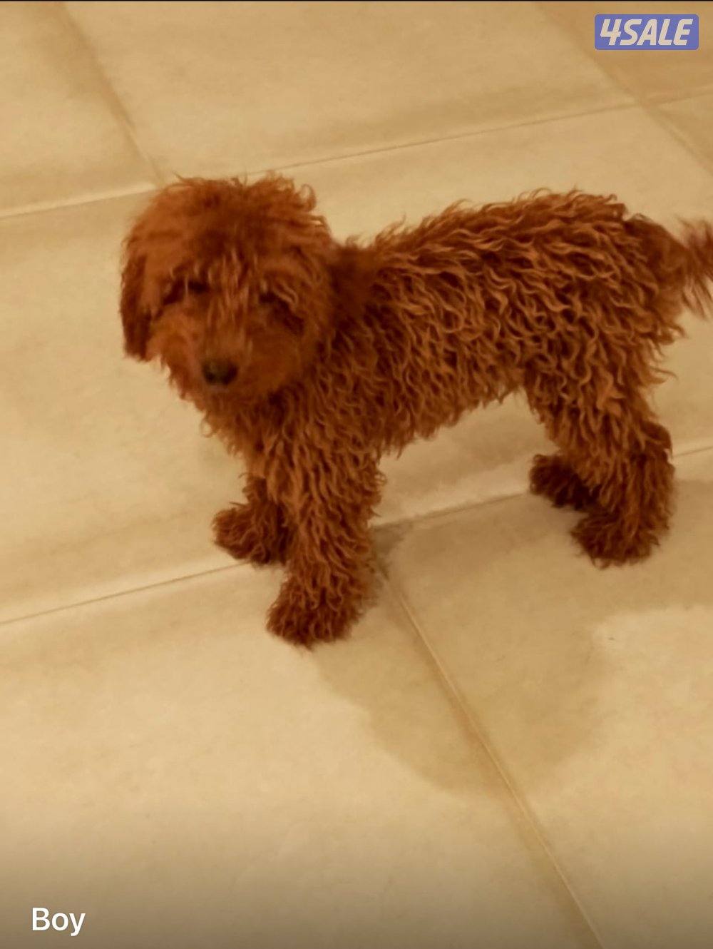 للبيع عدد 7 توي بودل بيور 4شهور سلالة اصلية بسبب عدم التفرغ3