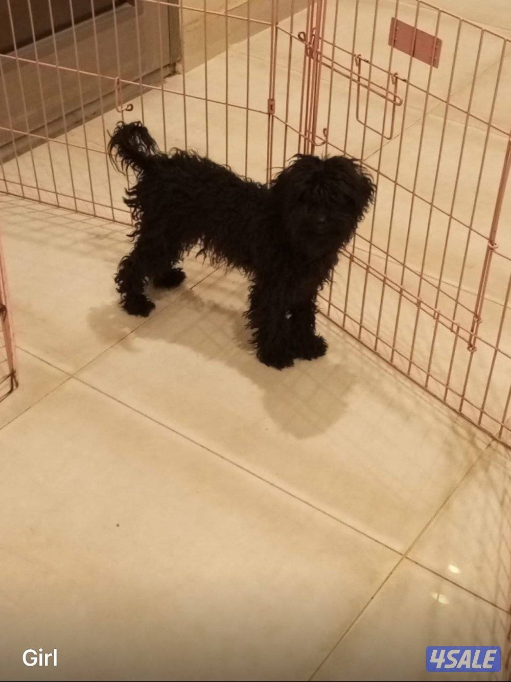 للبيع عدد 7 توي بودل بيور 4شهور سلالة اصلية بسبب عدم التفرغ4