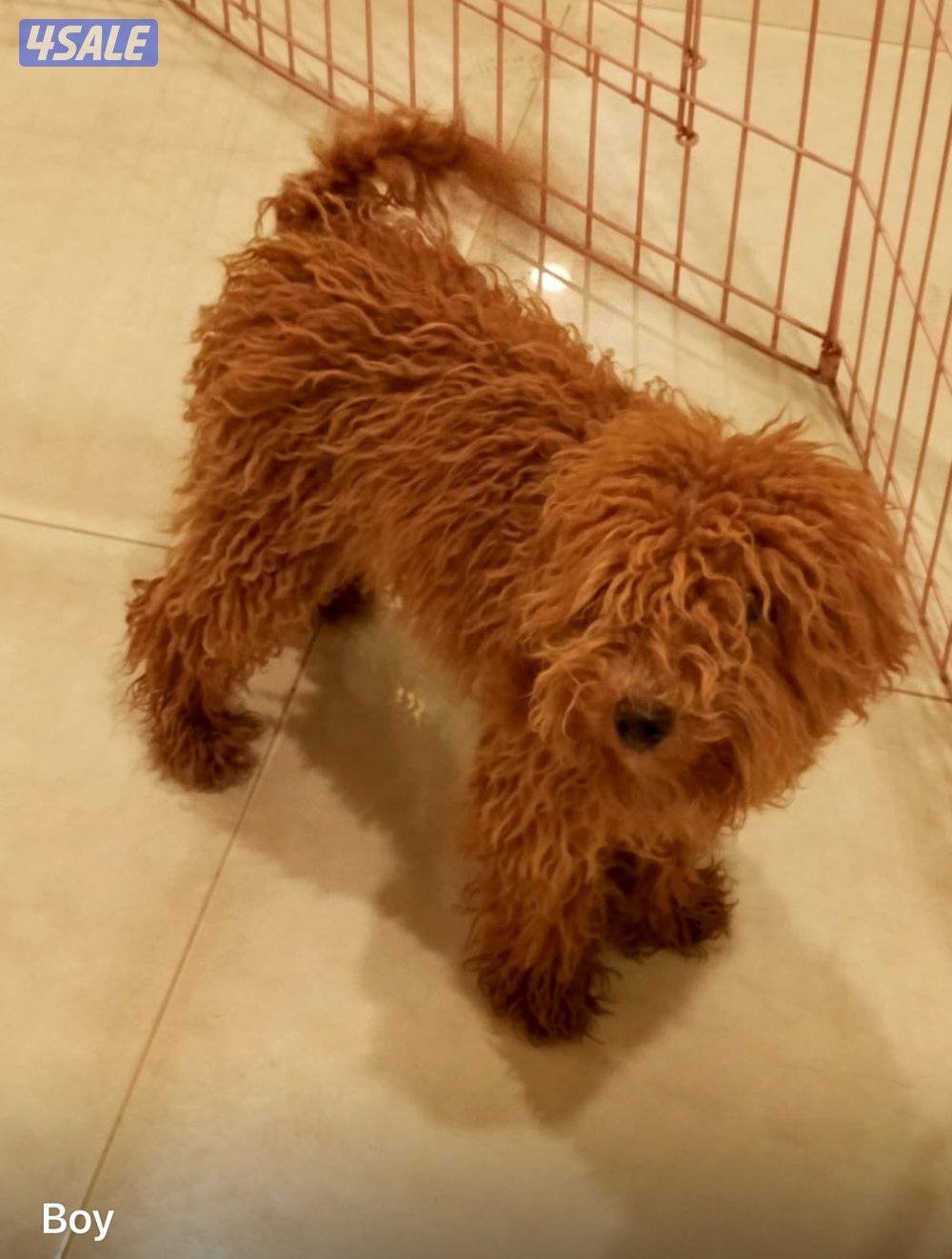 للبيع عدد 7 توي بودل بيور 4شهور سلالة اصلية بسبب عدم التفرغ5