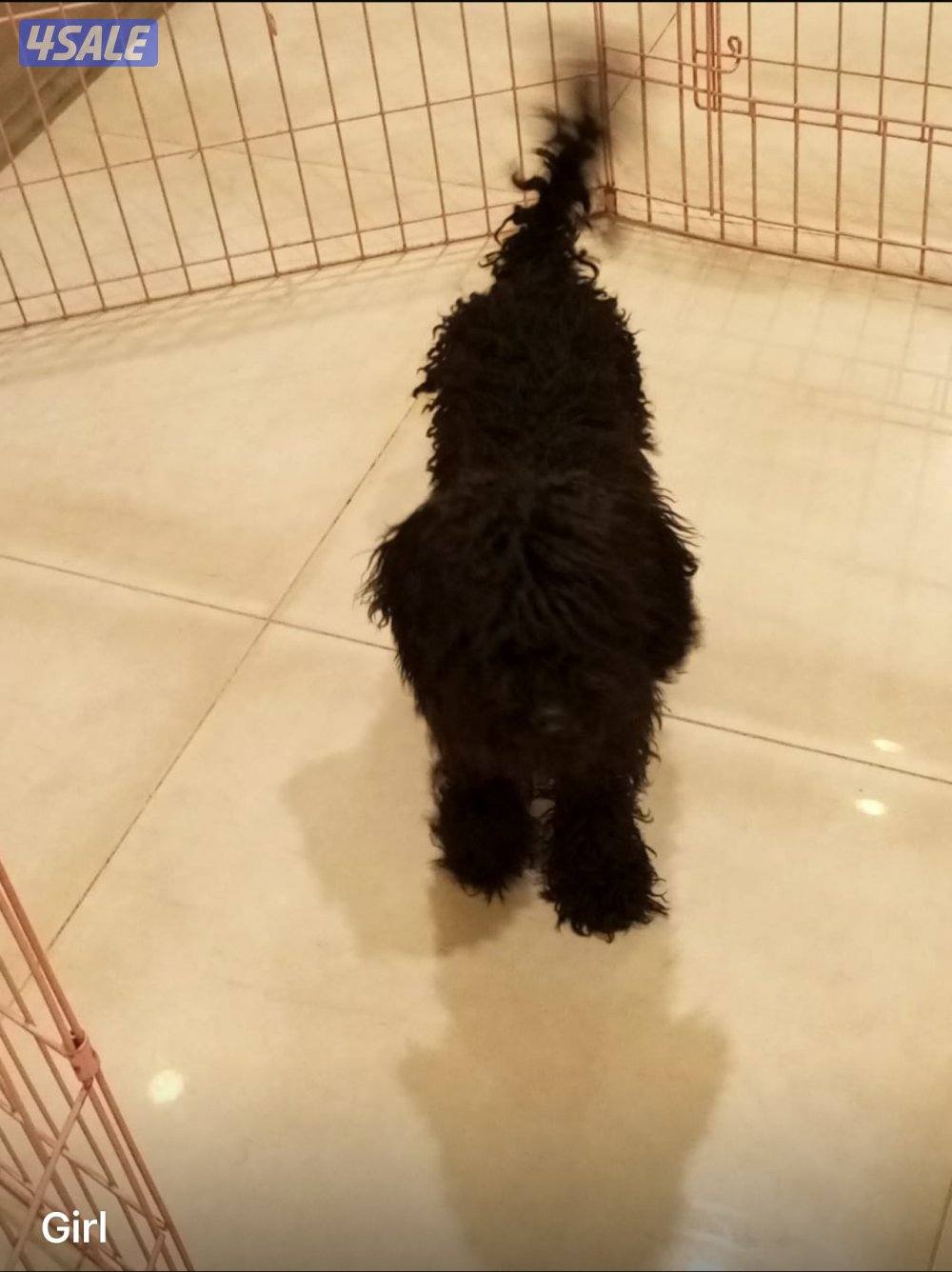 للبيع عدد 7 توي بودل بيور 4شهور سلالة اصلية بسبب عدم التفرغ6