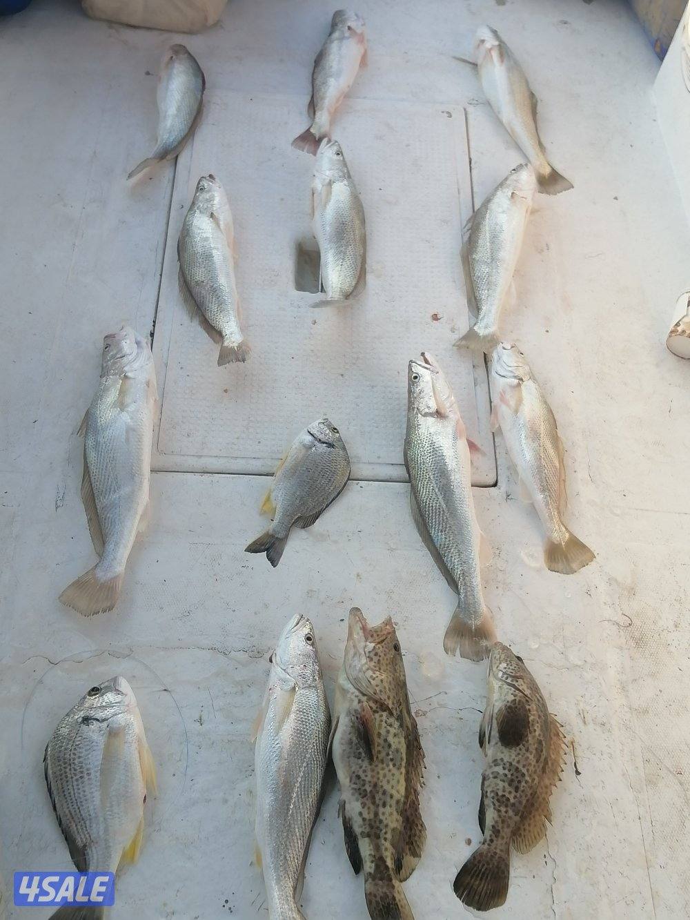 طراد إيجار رحلات بحرية ٣٢قدم2