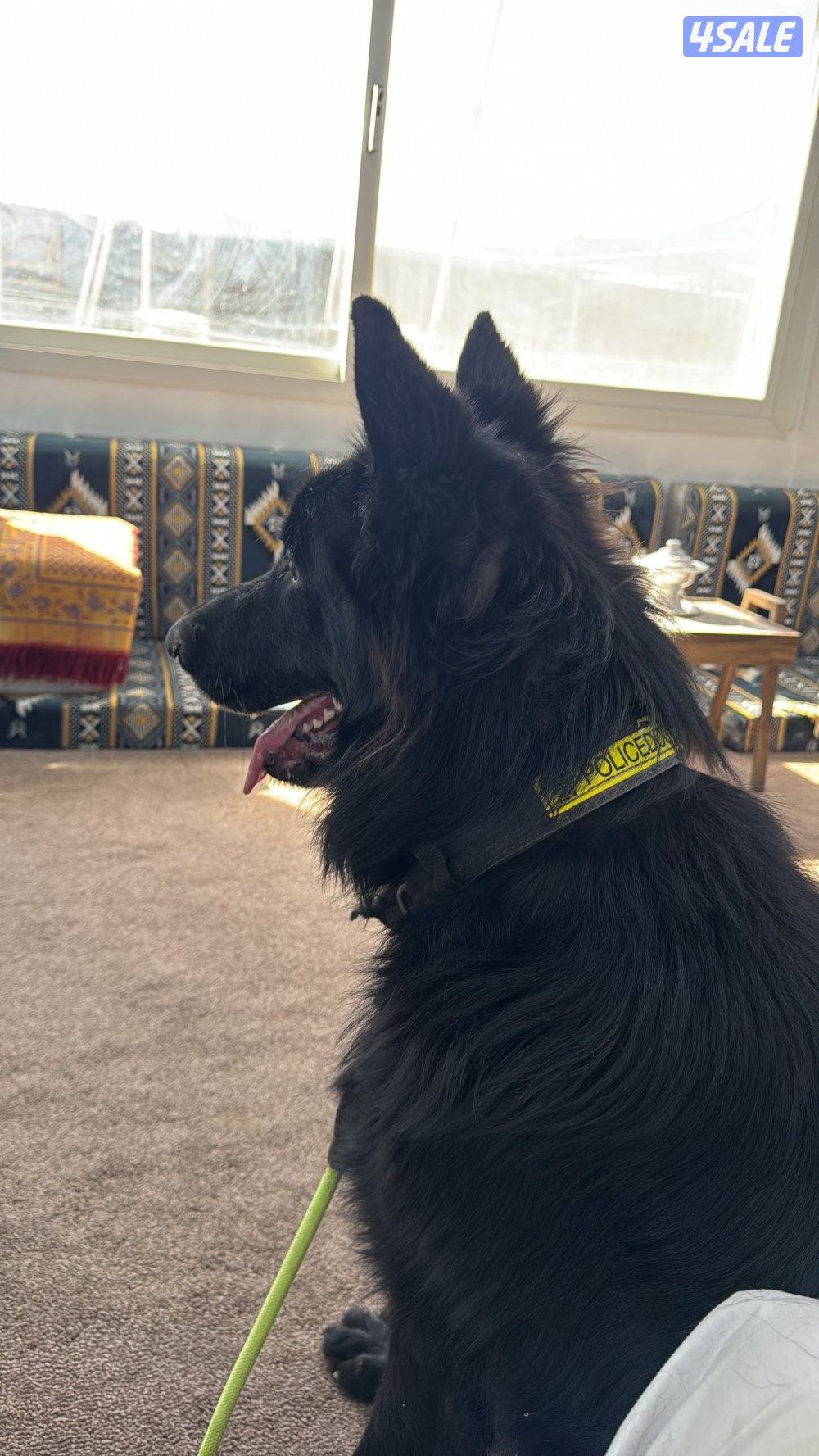 BLACK ROYAL LONG HAIR MALE0