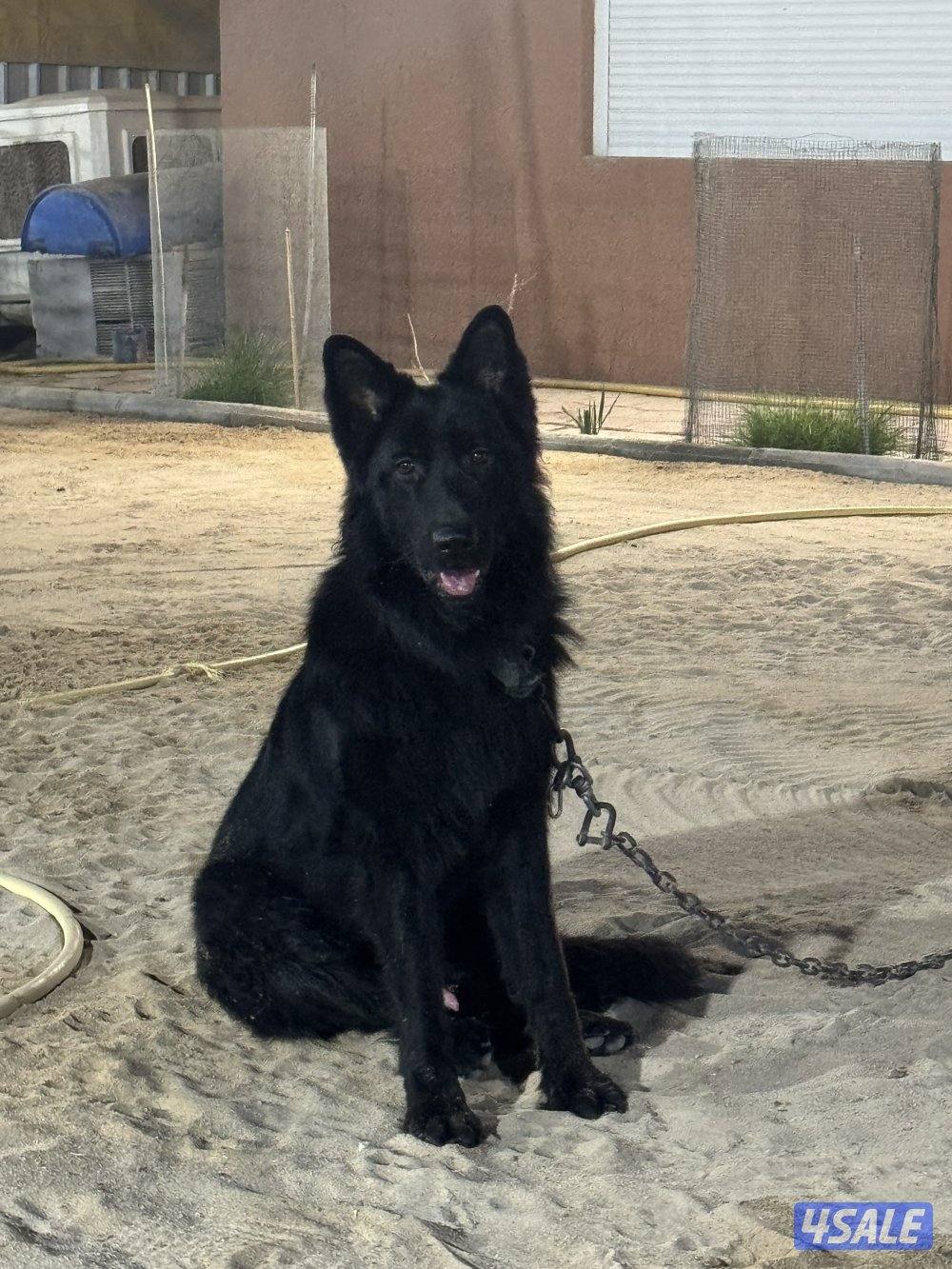 BLACK ROYAL LONG HAIR MALE1