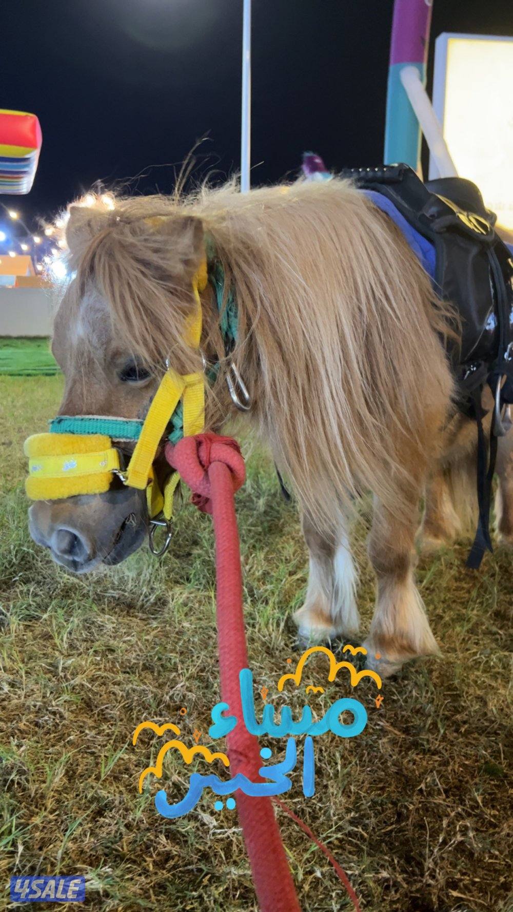 للايجار نطاطية + بونية اشكال  متنوعة واحجام مختلفة3