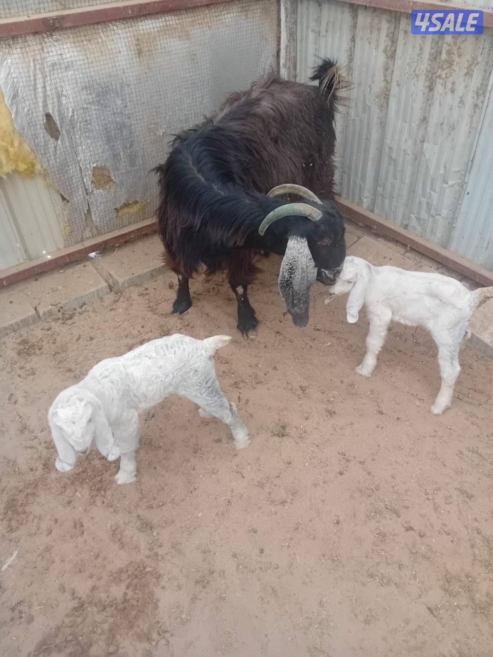 للبيع مطفل تحتها تيوس0