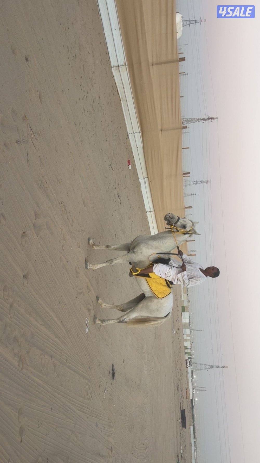 حصان سلم العمر 7/8 سنوات يركبه الصغير والكبير0