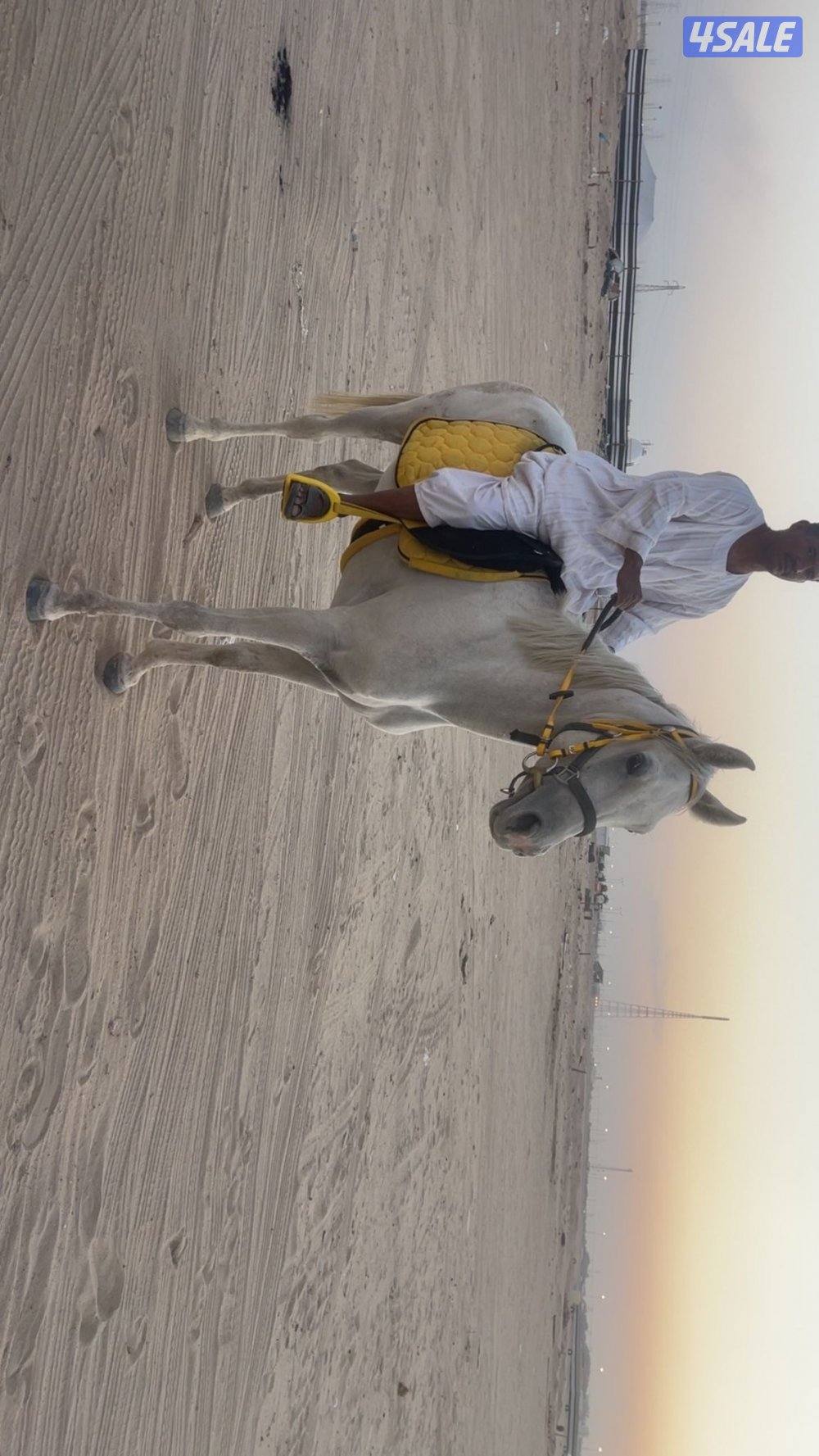 حصان سلم العمر 7/8 سنوات يركبه الصغير والكبير1