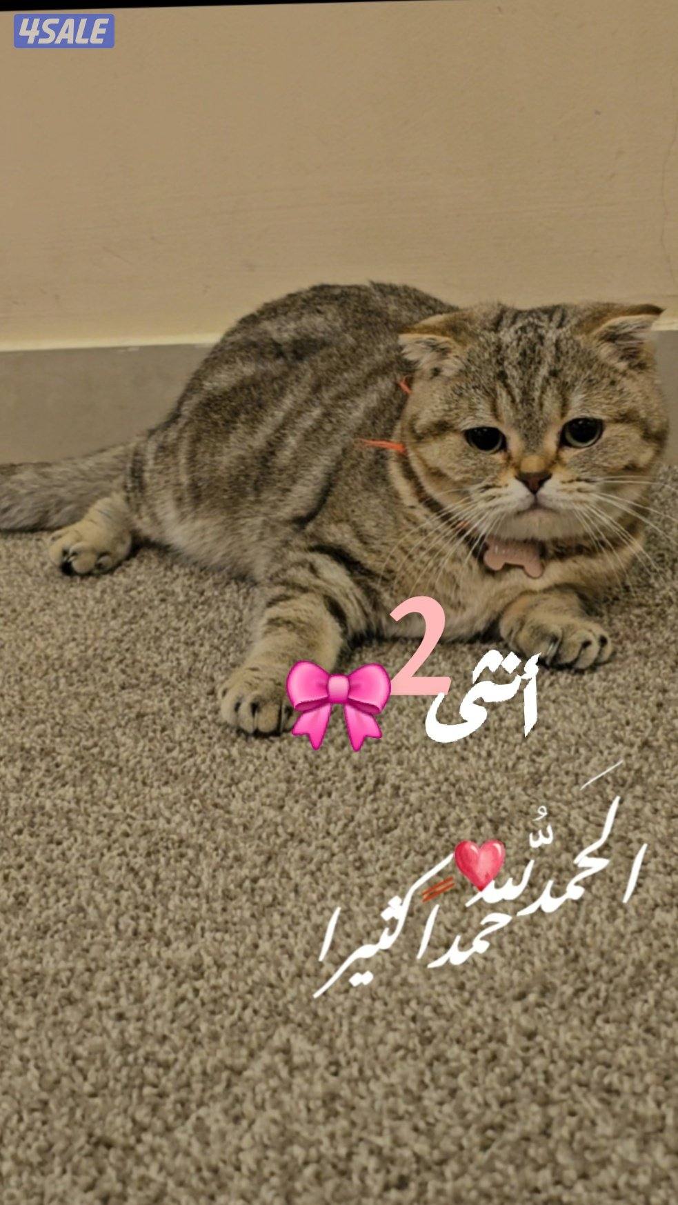 نثيه سكوتش فولد اير ممتازة واللون عجيب0