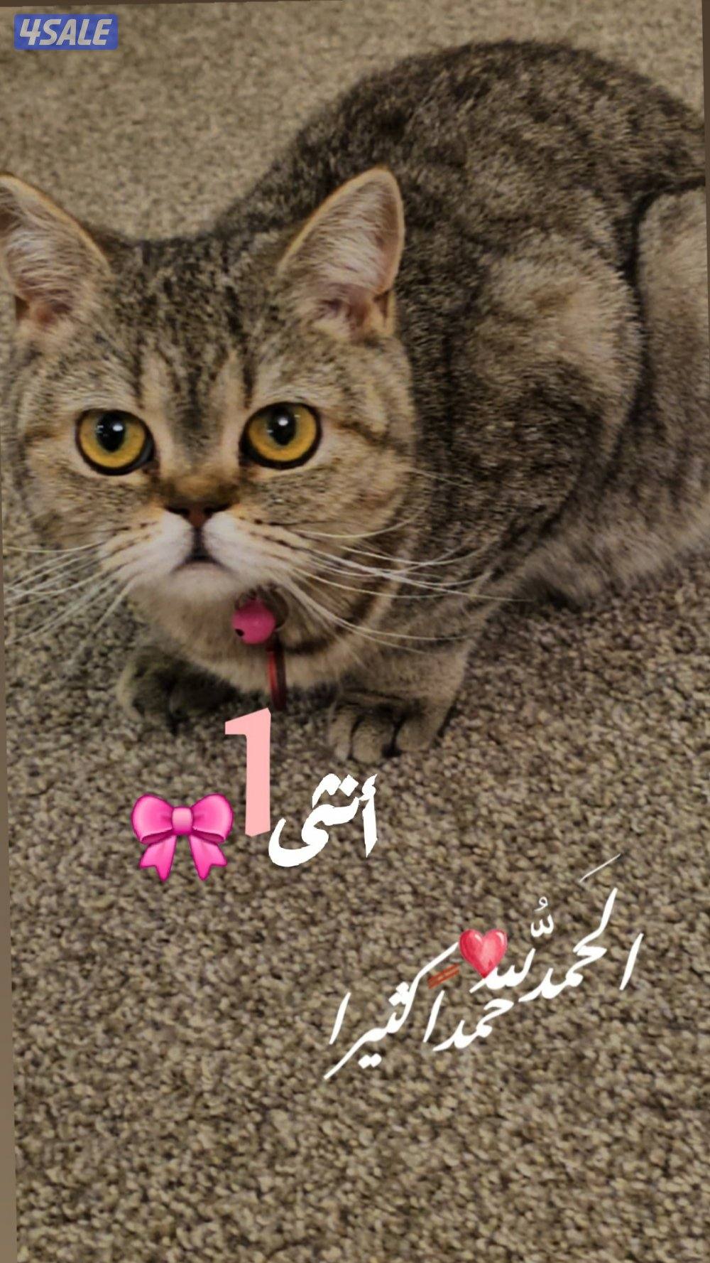 نثيه سكوتش فولد اير ممتازة واللون عجيب1