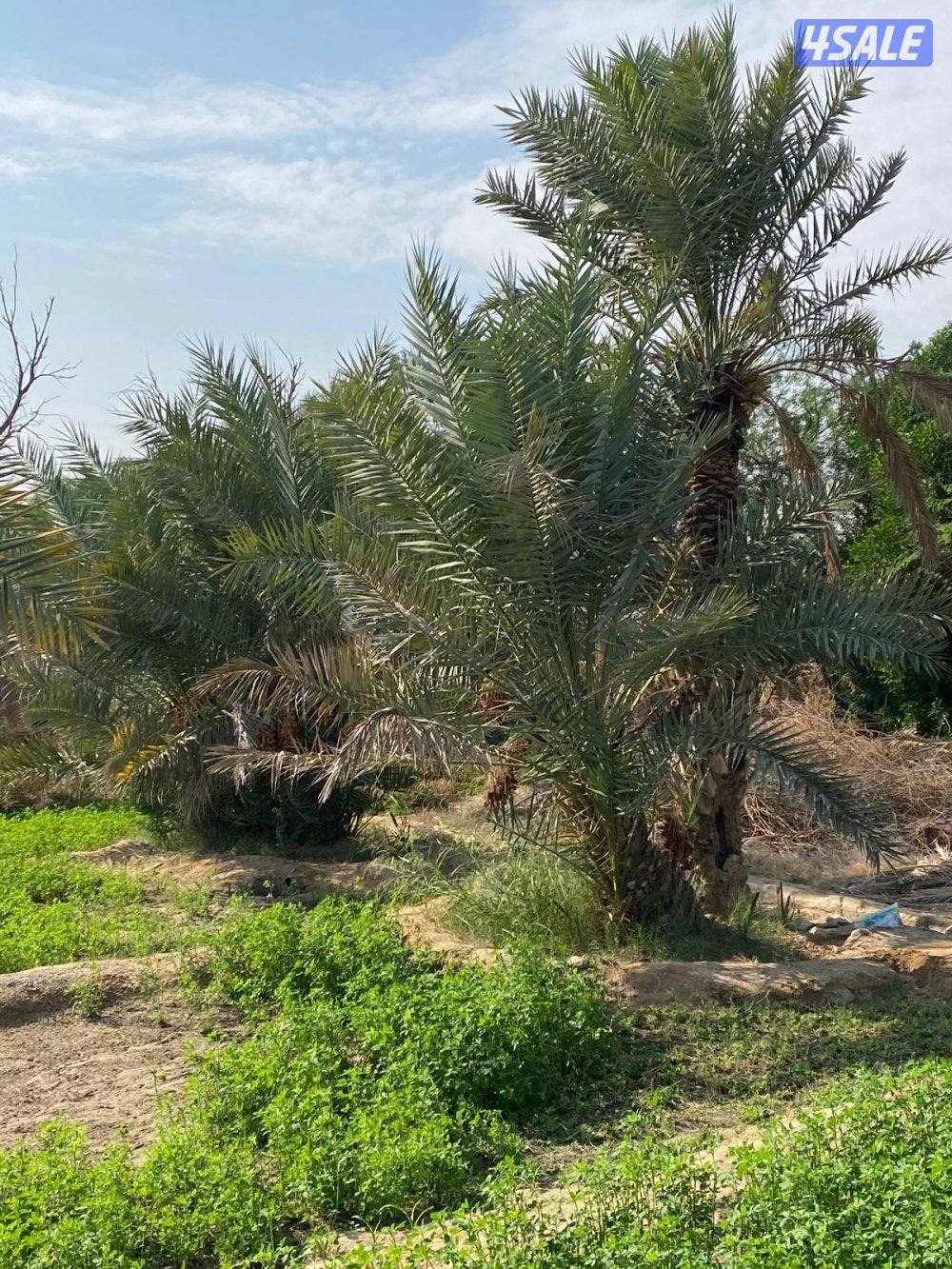 نخل للبيع0
