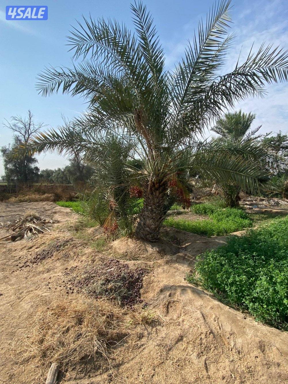 نخل للبيع2