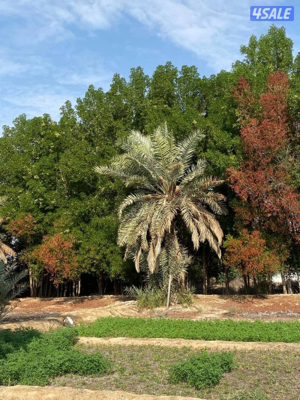 نخل للبيع3
