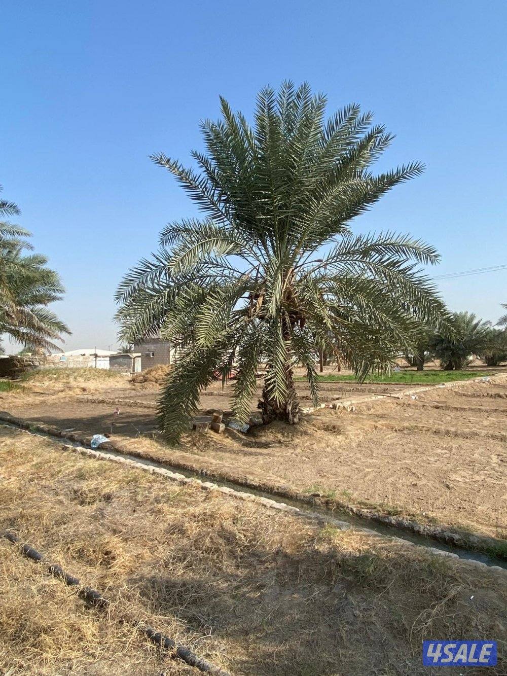 نخل للبيع5