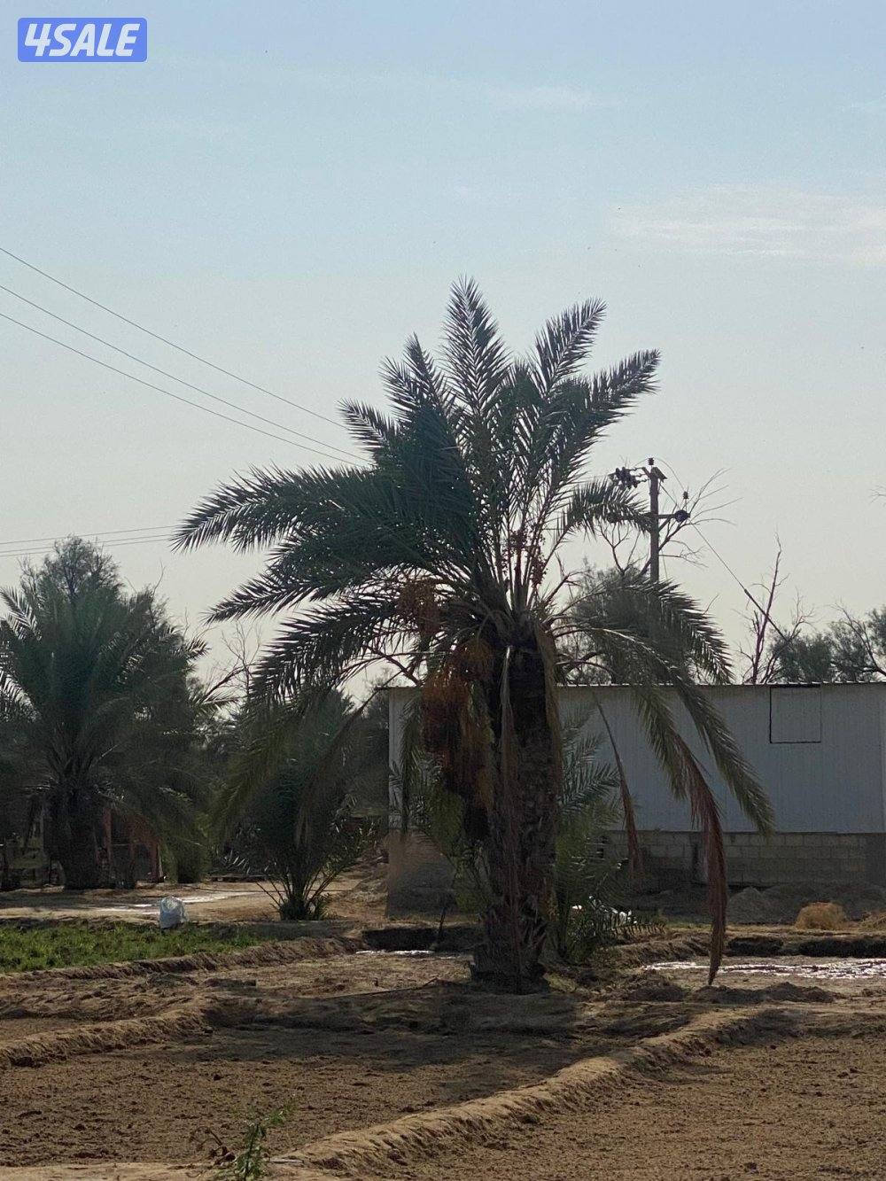 نخل للبيع10