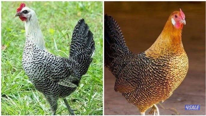 دجاج فيومي  بياض0