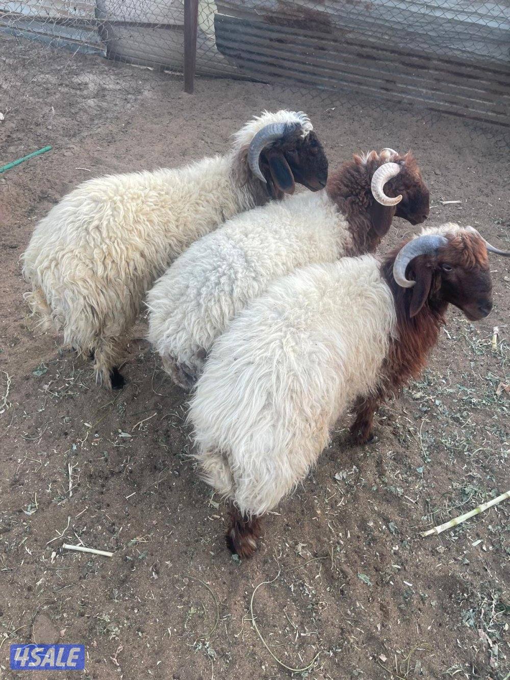 تمايم للبيع0