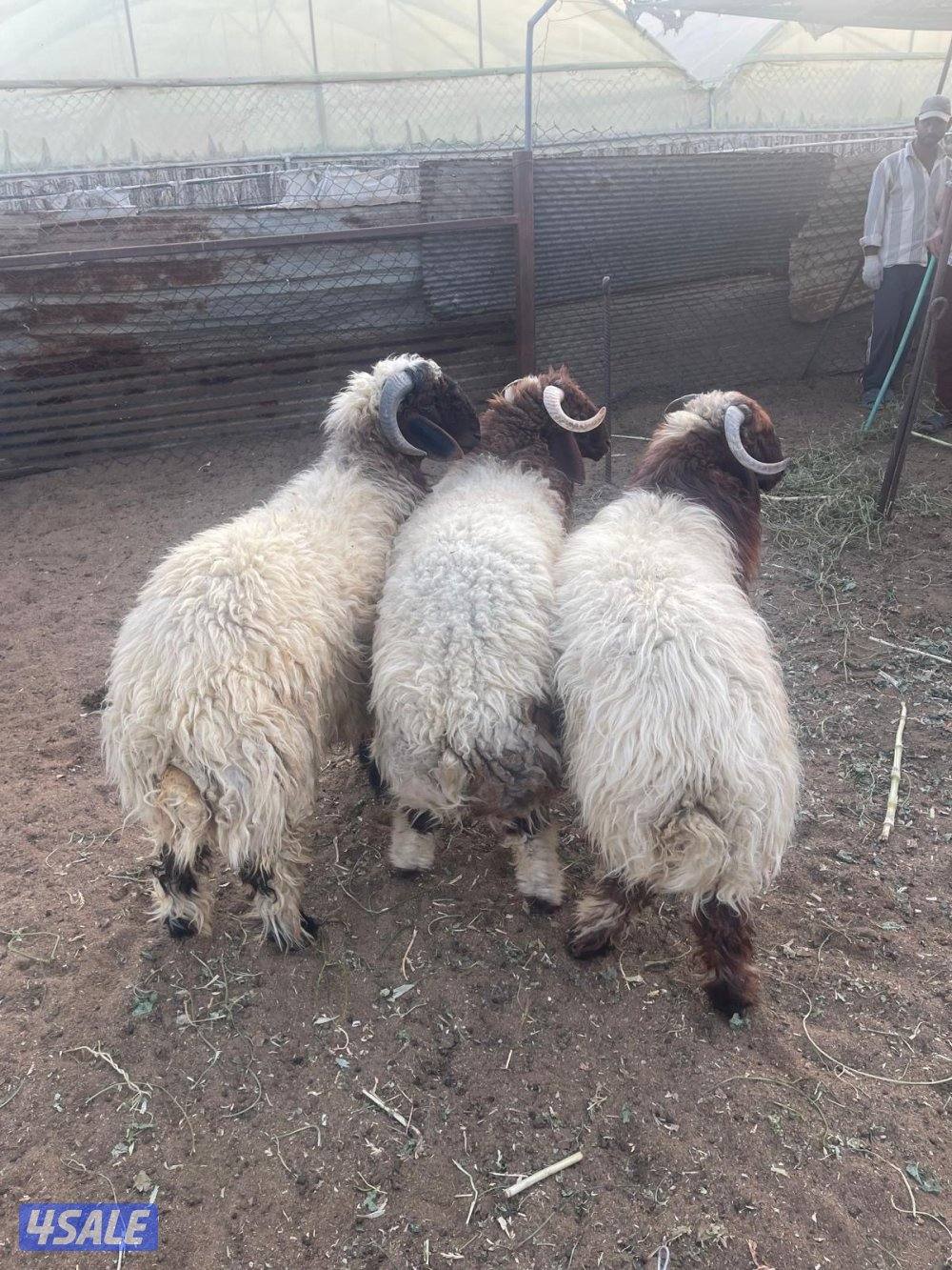 تمايم للبيع1