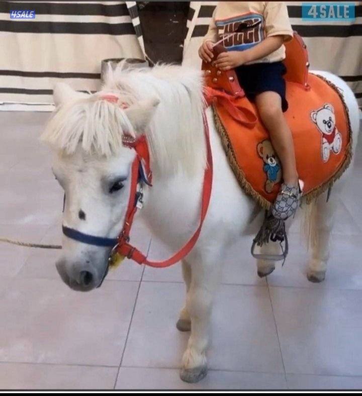 للإيجار بوني للأطفال وعربانه حنطور وخيل توصيل جميع مناطق الكويت0