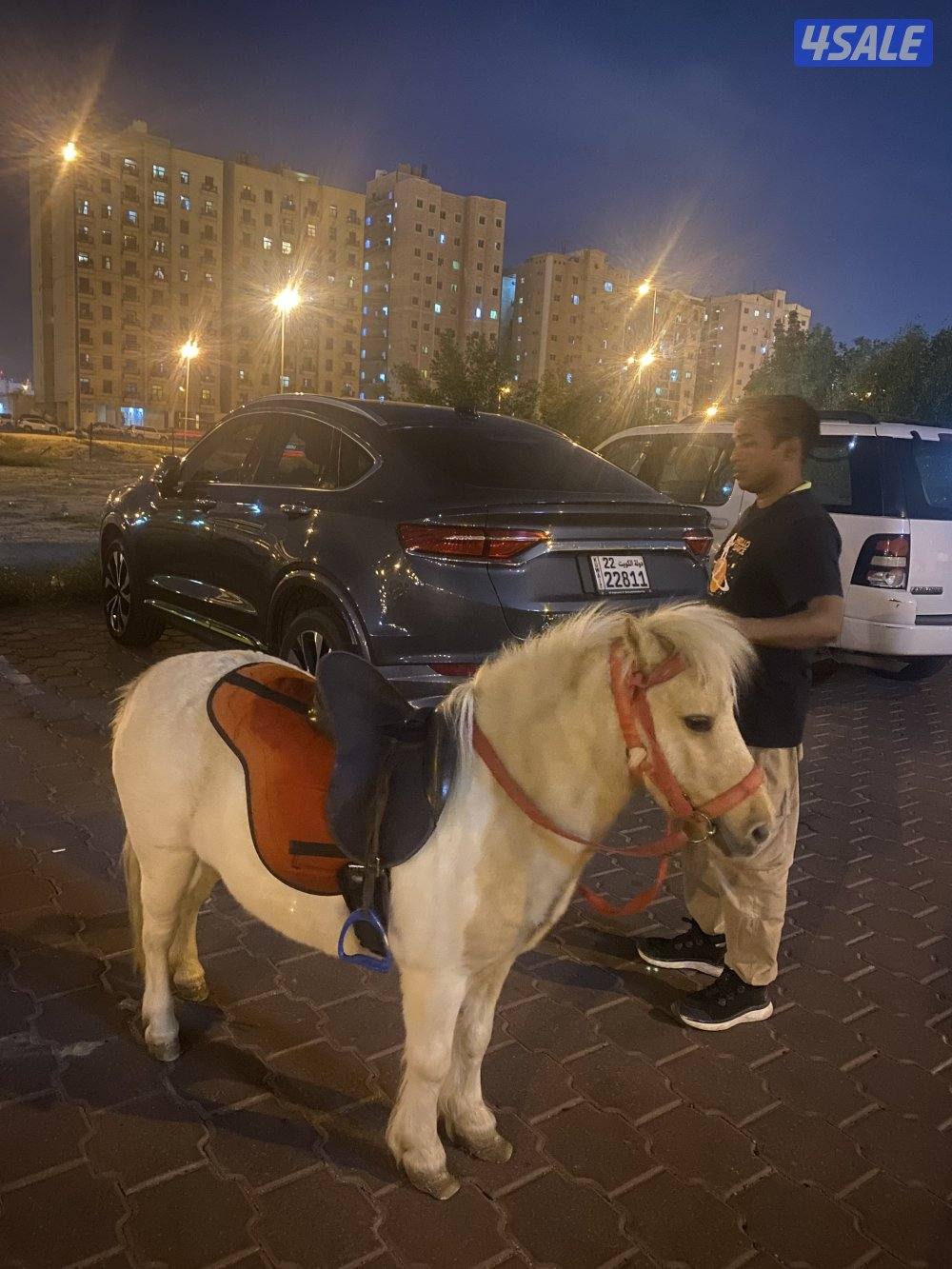 للإيجار بوني للأطفال وعربانه حنطور وخيل توصيل جميع مناطق الكويت1