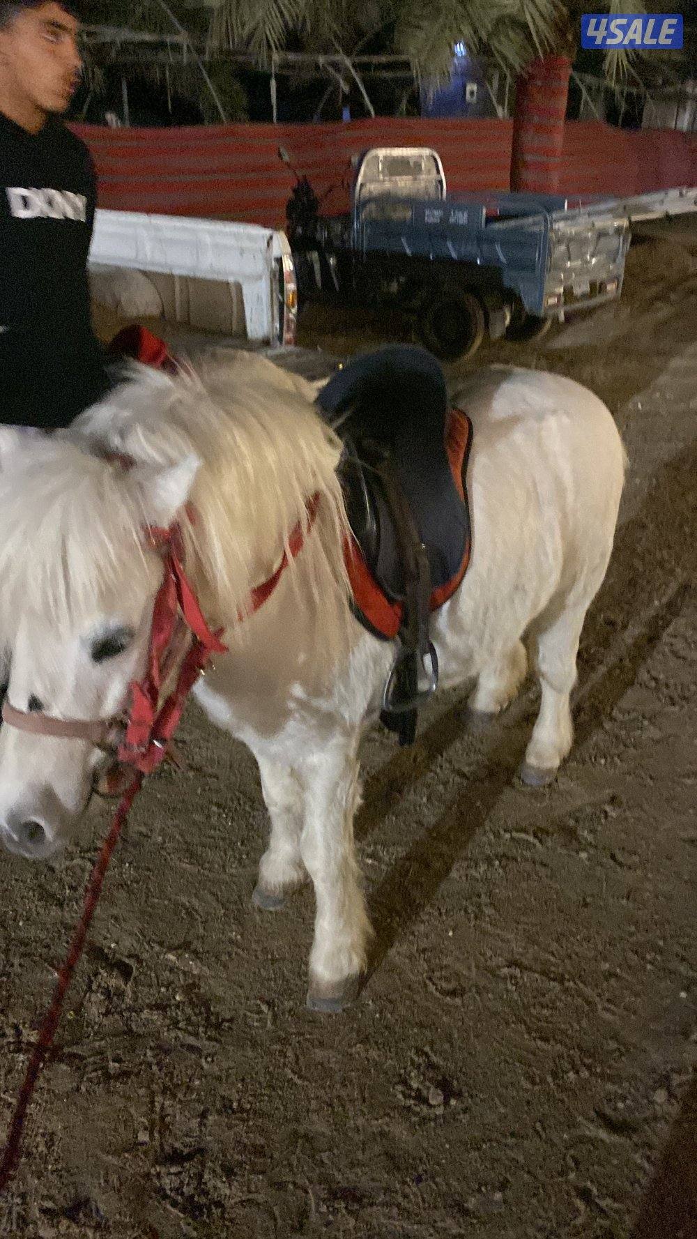 للإيجار بوني للأطفال وعربانه حنطور وخيل توصيل جميع مناطق الكويت2