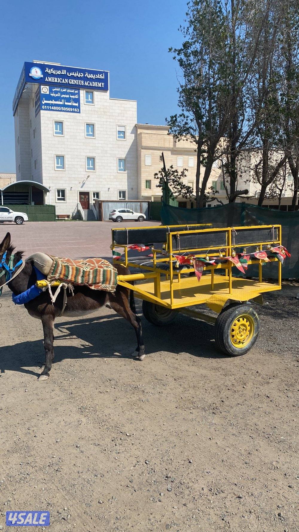 للإيجار بوني للأطفال وعربانه حنطور وخيل توصيل جميع مناطق الكويت3