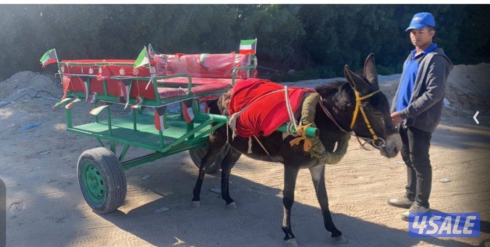 للإيجار بوني للأطفال وعربانه حنطور وخيل توصيل جميع مناطق الكويت4