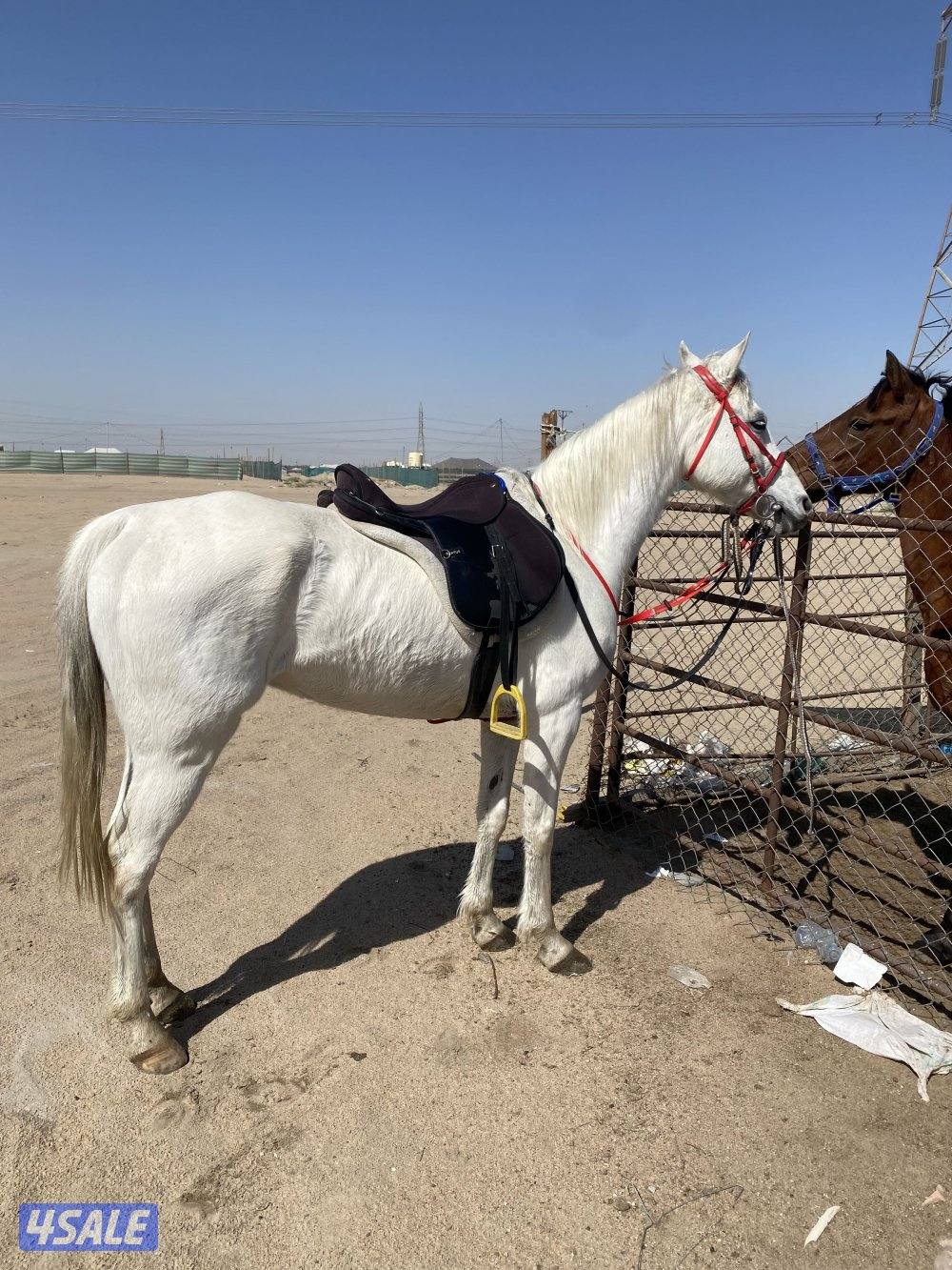 للإيجار بوني للأطفال وعربانه حنطور وخيل توصيل جميع مناطق الكويت5