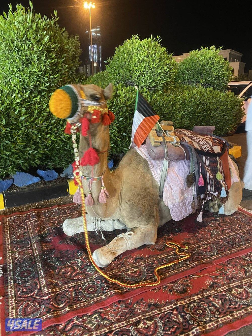 للإيجار بوني للأطفال وعربانه حنطور وخيل توصيل جميع مناطق الكويت6