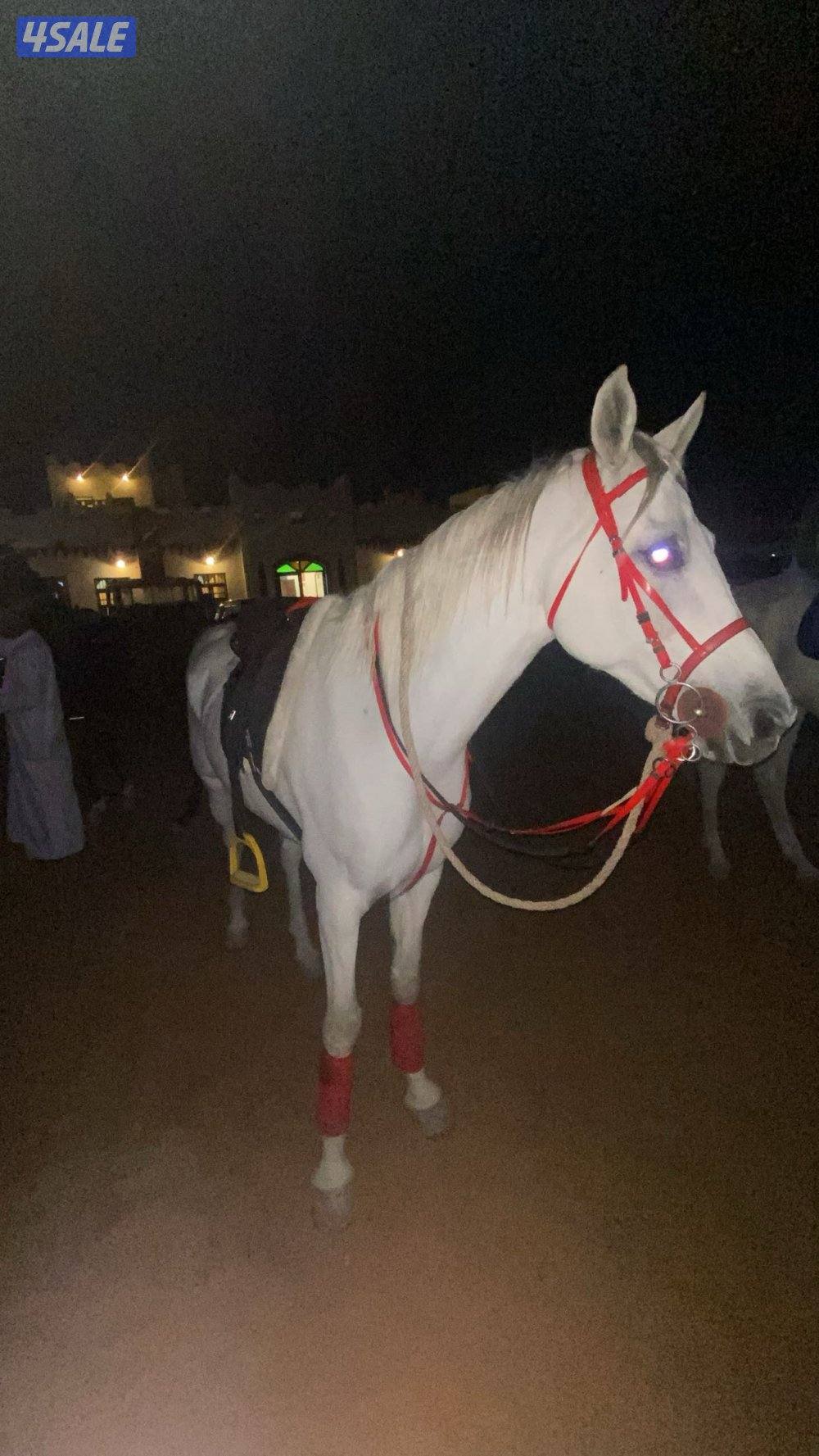 للإيجار بوني للأطفال وعربانه حنطور وخيل توصيل جميع مناطق الكويت7